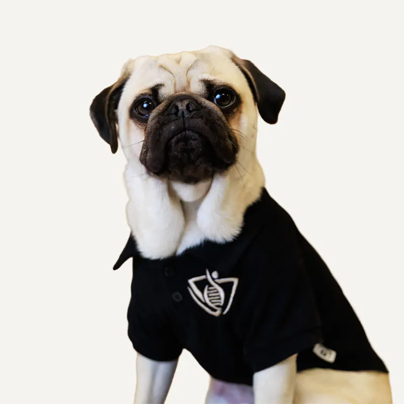 Marshal - VITALExam Therapy Pug